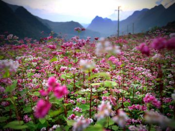 Best time to travel Ha Giang