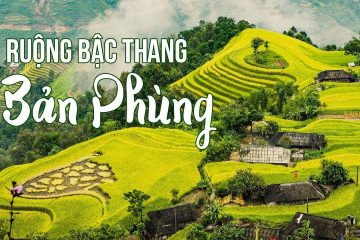 ROYAL SU PHI HA GIANG Ripe Rice Season