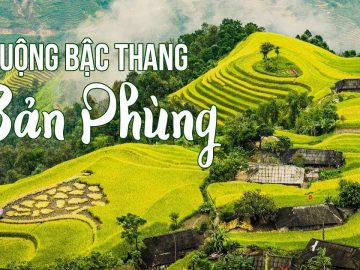 ROYAL SU PHI HA GIANG Ripe Rice Season